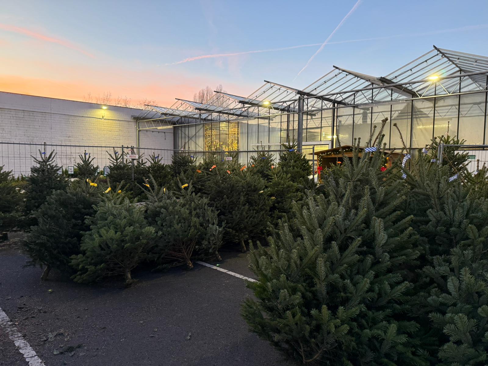 Tannenbäume vom Monheimer Blumenmarkt